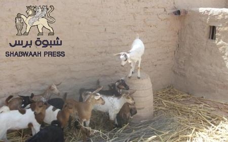 قصة تحاكي الواقع الحضرمي : ‘‘مندري‘‘ (*) .. سرق عرستي