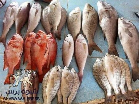 بعد توقف سفن بيت الأحمر ونافذين آخرين : ظهور أسماك نادرة في بحر المكلا بعد غياب لسنوات (صور)