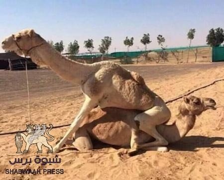 بالطبول والرقص المخلافي يهزم الحوثيين في تعز ويجبرهم على الإنسحاب(فيديو)