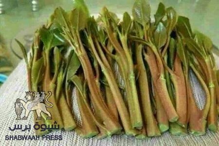 سلطة عدن المحلية تمنع القات والكرة في ملعب سلطة حضرموت (وثيقة)