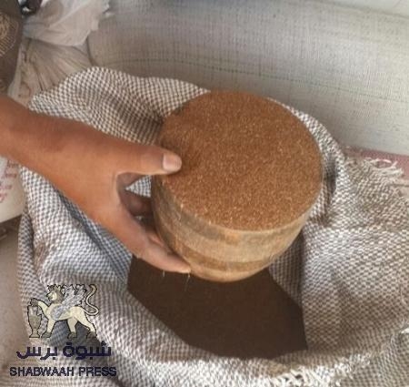 بداية موسم جحيح حبوب الطهف النادرة بالعالم في مديرية ميفعه شبوة .