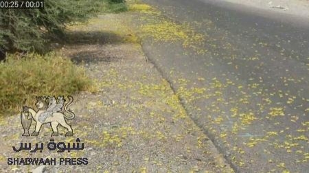 الجراد يهدد محاصيل المزارعين غرب محافظة أبين(صور)