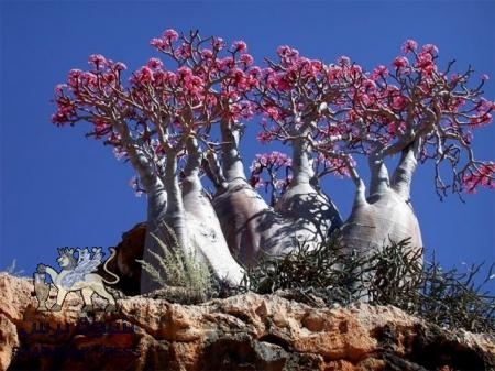 أبناء سقطرى يتهمون حكومة الشرعية بفرض حصار على جزيرتهم