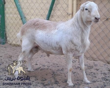 راعي الأغنام و لقافة مستشار رئاسي !!