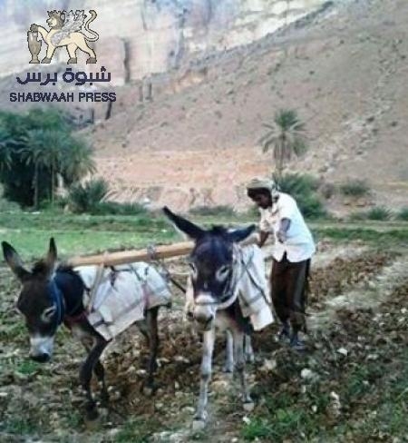 الزعيم الروحي للمزارعين : الشاعر الشعبي الحكيم سعد علي بامدحج السويني