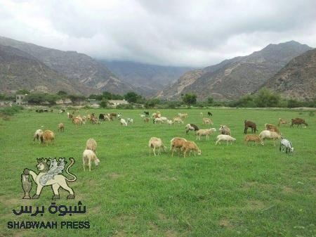 الاستقرار يعود تدريجيا إلى أبين وقوات الجيش والمقاومة تشيد بدعم ‘‘الإمارات‘‘
