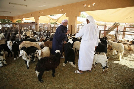 ‘‘الإفتاء‘‘ : لا حرج على المضحي في قص الأظافر والشعر