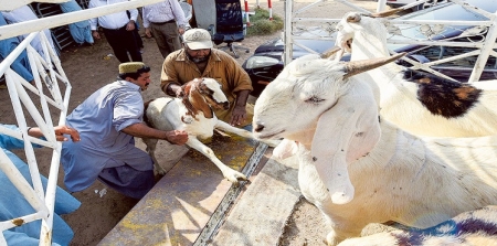 فقط في دبي.. الأضاحي عبر الإنترنت خلال العيد