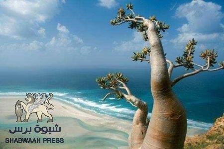 وفود من دولة الإمارات يصلون إلى سقطرى وبرفقتهم مهندسين مختصين بالكهرباء