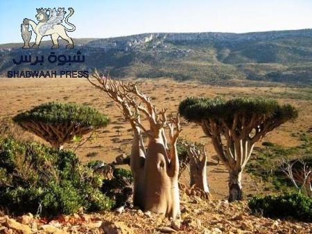 المتنفذ ‘‘العيسي‘‘ يتسبب بخسارة سقطرى الف شجرة نادرة خلال عامين