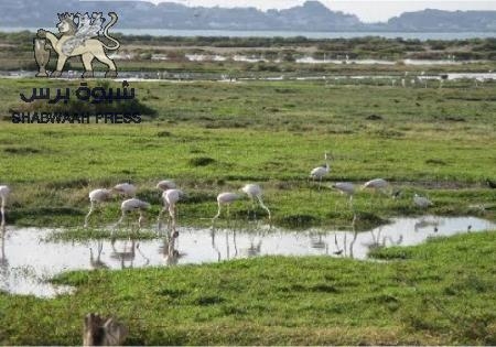 مصدر أمني يكشف تفاصيل جديدة بشأن العثور على جثث مفصولة الرأس بعدن