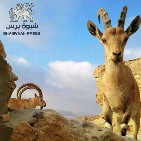 الوعل العربي في أرض الجنوب العربي (صور)