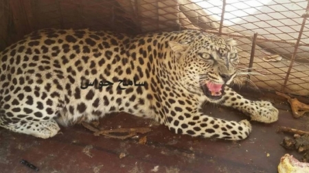 أحد مشائخ شبوه يقدم هدية ثمينة للشيخ محمد بن زايد