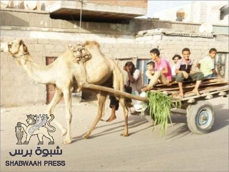 دور المواشي في التاريخ الجنوبي