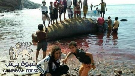 حوت ضخم يقذفه البحر في شاطئ البريقة بعدن