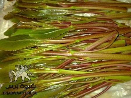 حرب المخدرات هل هي حرب خفية يشنها المحتل علينا؟