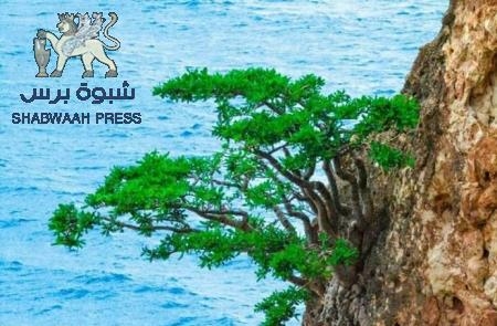 اليونسكو تقرر إدراج ارخبيل سقطرى ضمن قائمة المواقع البحرية العالمية (ملف صور)