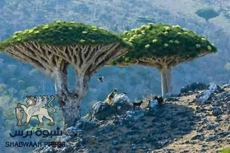 رئيس الهيئة الشرعية الجنوبية في سقطرى : نحذر أهل سقطرى والجنوبيين من الوقوع في مستنقع الأعداء