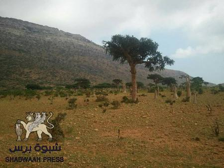 ‘‘الإمارات‘‘ تكسر عزلة ‘‘سقطرى‘‘ وتربطها بالعالم مجدداً (تقرير)