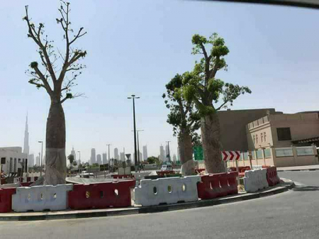 الاخوان المسلمين  يفترون على الإمارات بأخذ أشجار دم الأخوين من سقطرى ووزير الإعلام ينفي