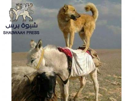 ثلاث سنوات من الانتصارات في إعلام حزب الاصلاح ومكاننا في نهم