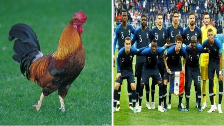 لماذا يلقب منتخب فرنسا بـ ‘‘الديوك‘‘؟