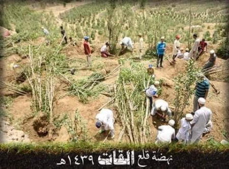 بمساعدة سلطان البهرة : ثورة شعبية ضد القات في حراز واقتلاع أشجار تقدر بمئات الملايين