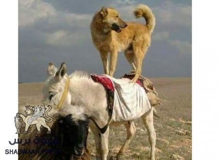 يشترون آلاف الرخاص من المفسبكين ويدعمون صحف ومواقع وناشطات ... كلها ضد الانتقالي